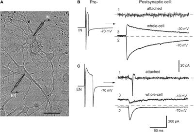Excitatory synchronization of rat hippocampal interneurons during network activation in vitro